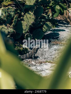 Iguana on rocks near cacti in Tulum, Mexico Stock Photo