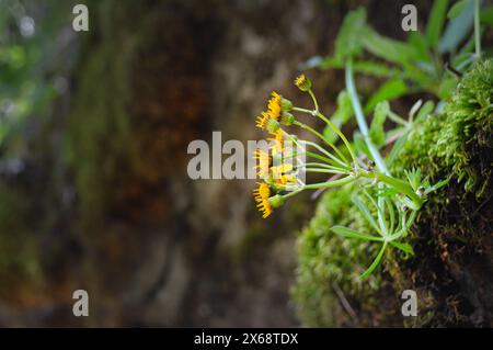 Cluster of small yellow flowers growing with moss on the side of a rock Stock Photo