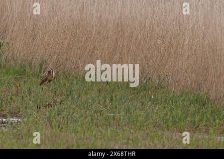 Bittern (Botaurus stellaris) booming Norfolk March 2024 Stock Photo