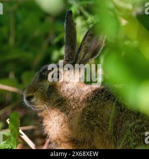 European Brown hare aka Lepus europaeus. Close-up portrait. Hidden in the shadow. Stock Photo
