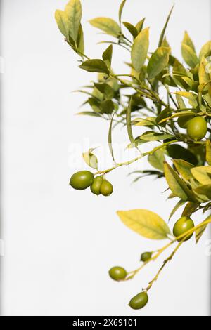 Unripe lemons on a small tree against a white background in Spain Stock Photo