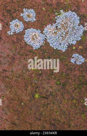 Paving stone with lichen, still life from nature Stock Photo