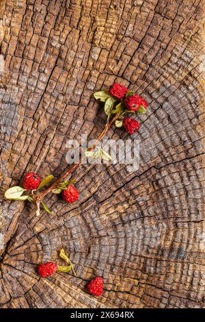 Cotoneaster fruit on a weathered wooden background, close-up, still life Stock Photo