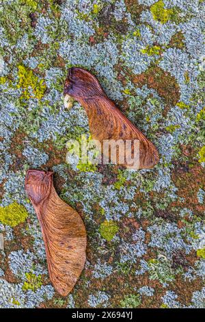 Close-up of a dry maple seed on a mossy paving stone, still life Stock Photo