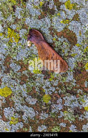 Close-up of a dry maple seed on a mossy paving stone, still life Stock Photo