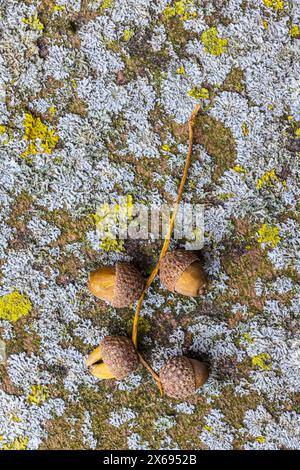 Close-up of dry ripe acorns on mossy paving stone, still life Stock Photo