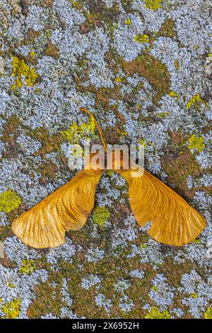 Close-up of a dry maple seed on a mossy paving stone, still life Stock Photo