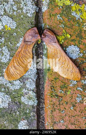 Close-up of a dry maple seed on a mossy paving stone, still life Stock Photo