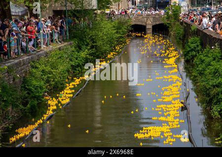 Crowd watching a charity rubber duck race in the town of Calne on the river Marden with hundreds of yellow ducks floating downstream Stock Photo