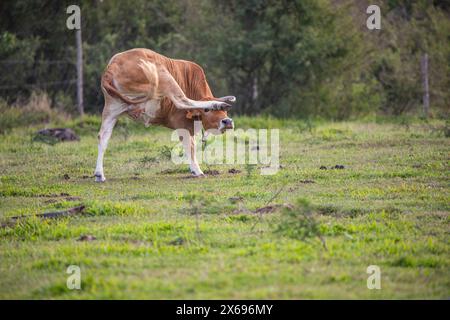 Cow on a pasture in the sun at Pointe Allegre auf Guadeloupe in the Parc des Mamelles in the Caribbean. French Antilles, France Stock Photo