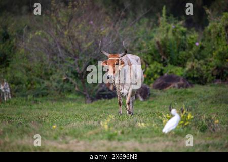 Cow on a pasture in the sun at Pointe Allegre auf Guadeloupe in the Parc des Mamelles in the Caribbean. French Antilles, France Stock Photo