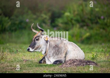 Cow on a pasture in the sun at Pointe Allegre auf Guadeloupe in the Parc des Mamelles in the Caribbean. French Antilles, France Stock Photo