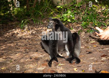 Lemur Indri indri, babakoto black and white largest lemur from Madagascar. backlit rainforest background, close-up.cute animal with piercing blue eyes Stock Photo