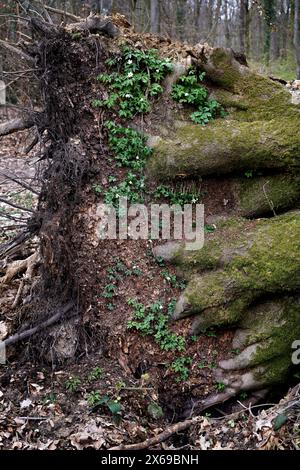 Europe, Germany, North Rhine-Westphalia, Bonn, city, Bonn, Ippendorf, Kottenforst, Waldau, forest, nature reserve, single tree, old tree, beech, deadwood, lying, fallen, storm damage, dying, root, root plate, upright, moss covered, spring, background trees, daylight, Stock Photo