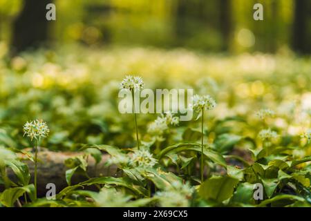 Wild garlic in bloom in a nature reserve in the Reinhardswald in northern Hesse on a spring day Stock Photo
