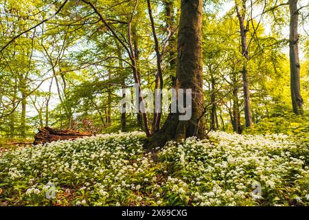 Wild garlic in bloom in a nature reserve in the Reinhardswald in northern Hesse on a spring day Stock Photo