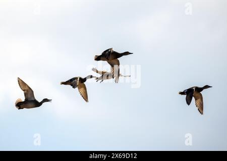 Five wild ducks fly in the sky. Anas platyrhynchos Stock Photo