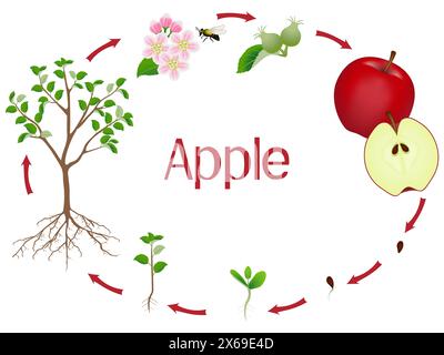 Apple tree growth stages isolated on white background. Stock Vector