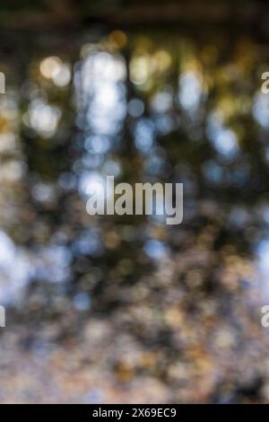 Defocused abstract nature background with leaves and bokeh lights from the natural forest Stock Photo