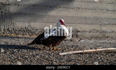 Close-up of a black and white goose against a concrete wall.  Stock Photo