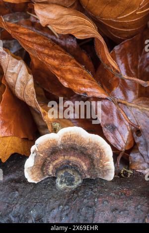 Butterfly Trametes (Trametes versicolor) on dead wood Stock Photo