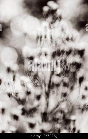 Defocused abstract nature background, black and white Stock Photo