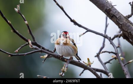 Colorful little bird is on the tree branch. The European goldfinch or simply the goldfinch is a small passerine bird in the finch family. Carduelis ca Stock Photo