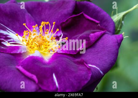 Luperus viridipennis on a purple shrub rose rhapsody in blue blossom. Stock Photo