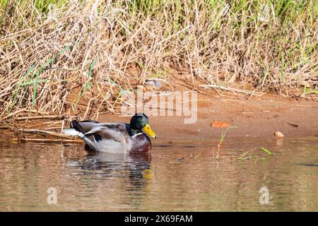 Adult male mallard. Dabbling duck is floating on water on a sunny day. Close up photo Stock Photo