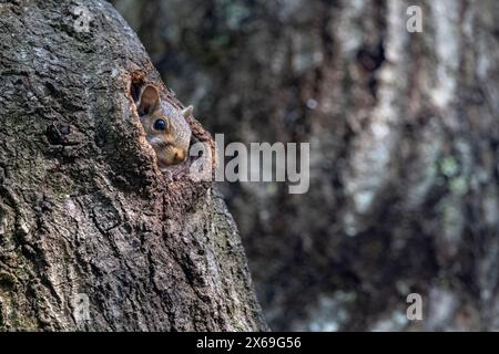 Eastern Gray Squirrel (Sciurus carolinensis) baby peeking out of hole in tree trunk - Brevard, North Carolina, USA Stock Photo