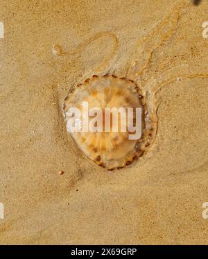 Big transparent jellyfish on the beach sand near the water. Sea, summer, rest and travel. Stock Photo