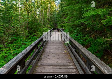 Boardwalk path in Chun T’oh Whudujut Ancient Forest provincial park, Lheidli T’enneh first nations natives, Prince George, British Columbia, Canada. Stock Photo