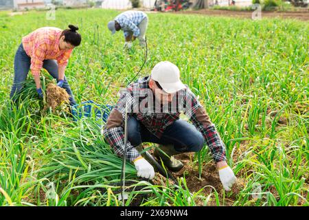 Multiethnic team of farmers picking spring garlic Stock Photo