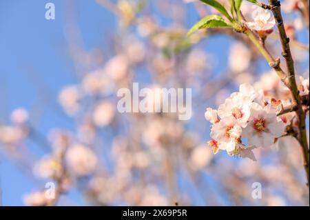 Extreme close-up of pink almond blossoms against blue sky - selective focus Stock Photo