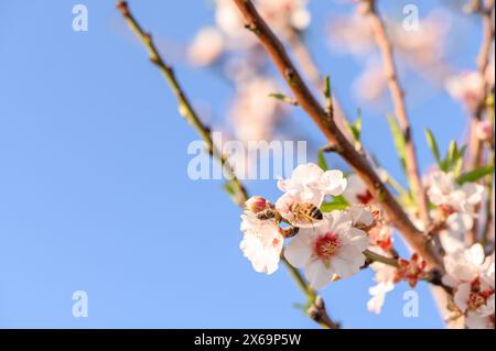 Extreme close-up of pink almond blossoms against blue sky - selective focus 1 Stock Photo