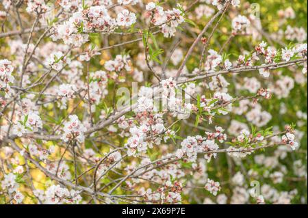 Extreme close-up of pink almond blossoms against blue sky - selective focus 2 Stock Photo