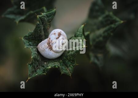 Serene Snail Resting on a Lush Green Leaf in a Tropical Garden Stock Photo