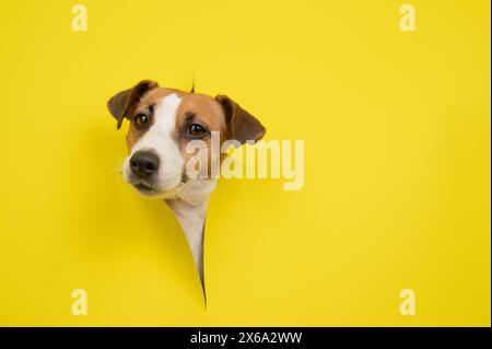 Cute Jack Russell Terrier dog tearing up yellow cardboard background.  Stock Photo