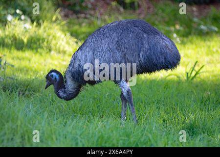 Aimals birds and reptiles of Auckland Zoo. The emu is a species of flightless bird endemic to Australia, where it is the largest native bird. Stock Photo