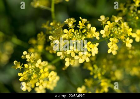 Turkish wartycabbage,  Bunias orientalism, hill mustard yellow flowers closeup selective focus Stock Photo
