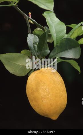 CLOSE-UP OF A SINGLE LEMON AND FOLIAGE OF TREE (CITRUS LIMON) AGAINST BLACK BACKGROUND. AUSTRALIA. Stock Photo