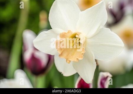 Beautiful springtime daffodils and tulips at the Atlanta Botanical Garden in Midtown Atlanta, Georgia. (USA) Stock Photo