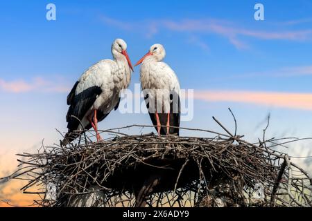 Two white storks are sitting on top of a nest made of twigs and branches. The birds are large with long legs and necks, and their distinctive black an Stock Photo