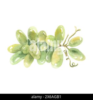 Watercolor Sketch bunches of grapes. Hand drawn illustration isolated on white background. For design, menus, packaging, juice, wine Stock Photo