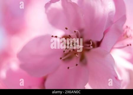 close up pink peach flower with a fuzzy, blurry background. The flower is the main focus of the image, and the background is intentionally blurred to Stock Photo