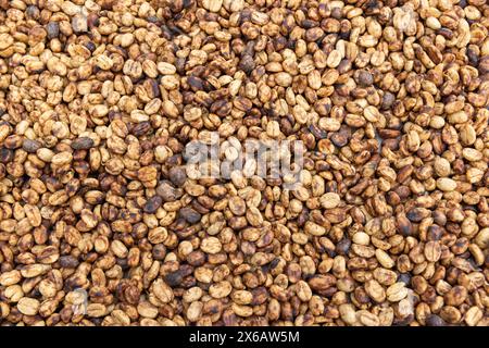 Dried Arabica coffee in honey process . The depulping machines are set to leave a specific amount of flesh on the beans.After that beans go  to the dr Stock Photo