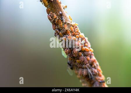 A captivating macro view of a swarm of little insects on a branch, showcasing the intricate complexity of a bustling insect community. Stock Photo