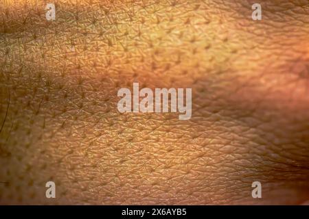 Macro Photography of Texture of Human Skin Stock Photo - Alamy