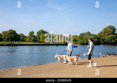 Hyde Park London the Serpentine, young 30's male and female couple walking their Labrador dogs beside the Lake, London sunny day,England,UK,2023 Stock Photo