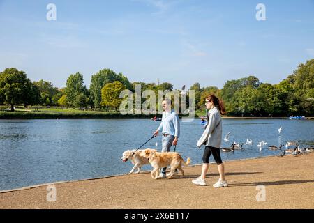 Hyde Park London the Serpentine, young 30's male and female couple walking their Labrador dogs beside the Lake, London sunny day,England,UK,2023 Stock Photo
